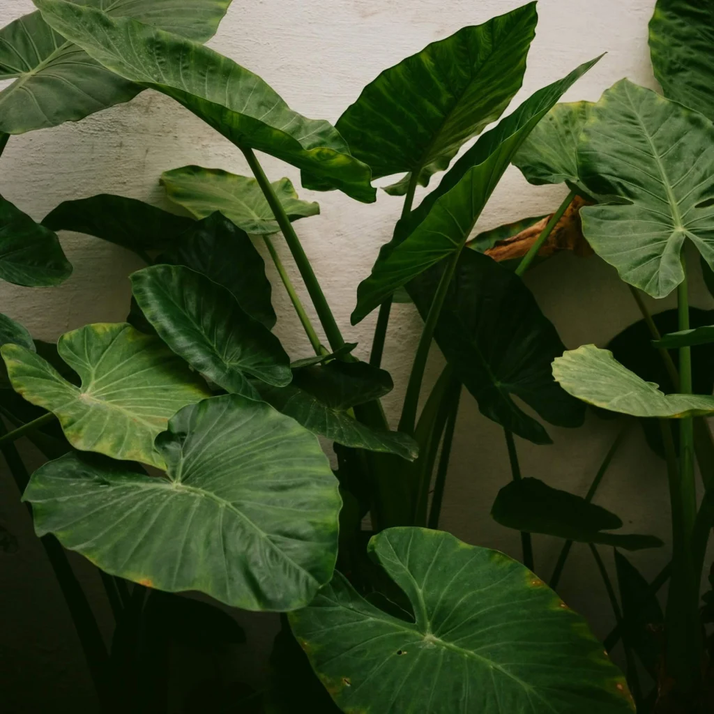 Alocasia Ivory Coast USA