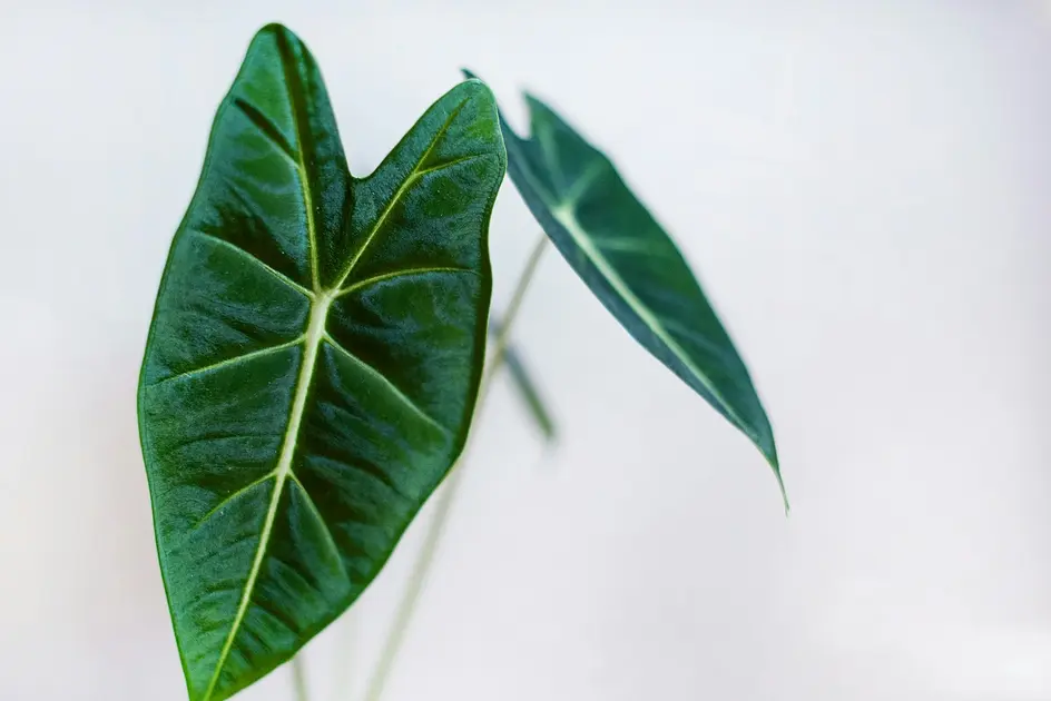 Alocasia Ivory Coast