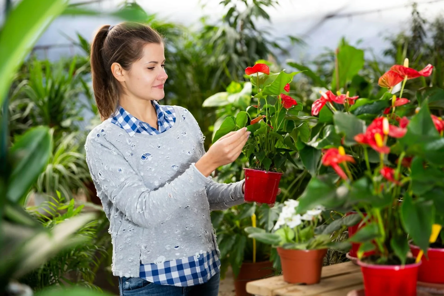 Anthurium Hookeri