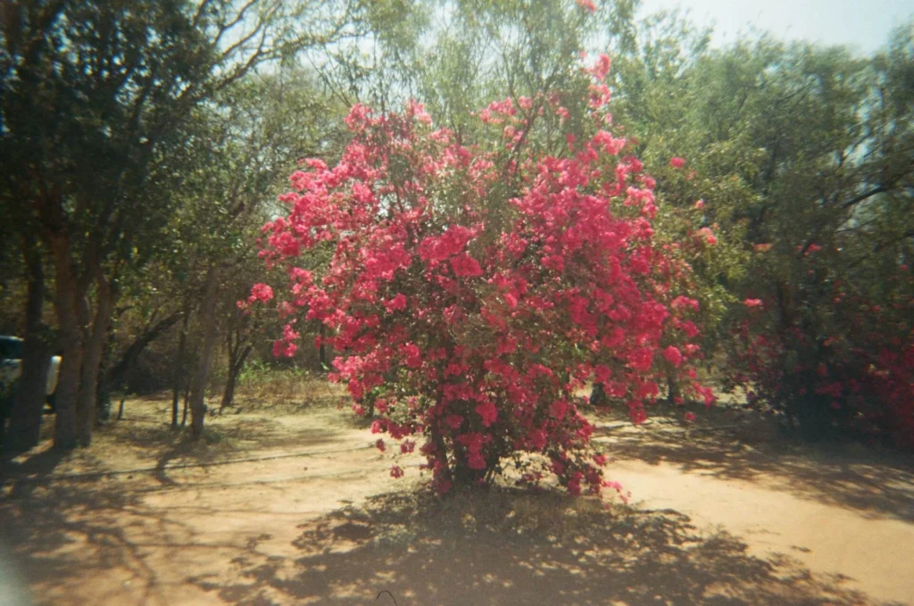 Basham Party Pink Crape Myrtle