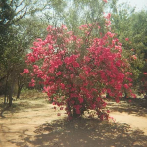 Basham Party Pink Crape Myrtle