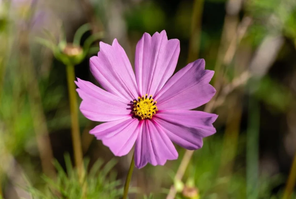 Beautiful pink cosmos flower in full bloom in a sunny garden
