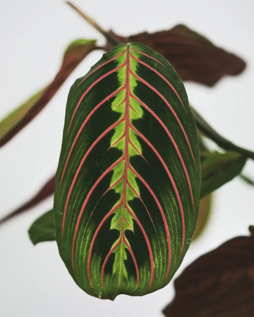 Best Prayer Plants