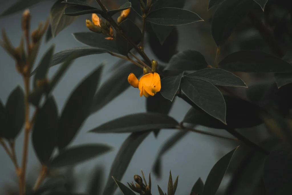Black Goldfish Plant