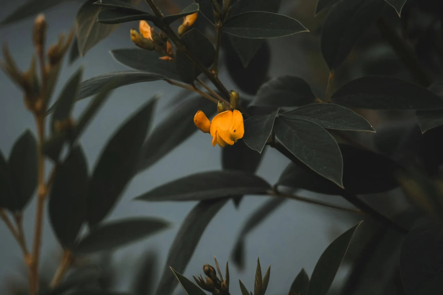 Black Goldfish Plant
