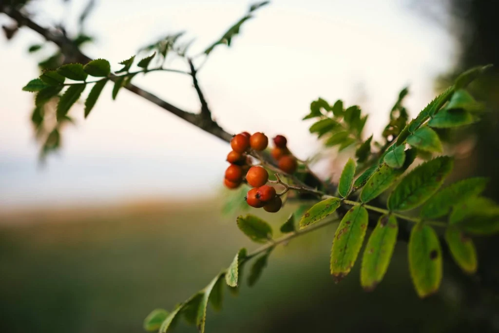 Briar Plants - Zoned Garden