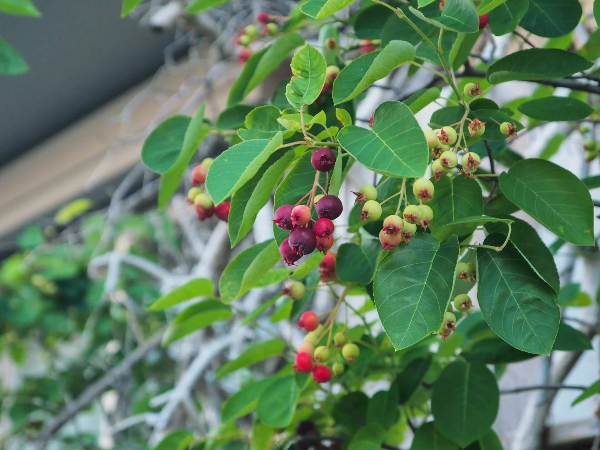 Brier Tree: The Real Meaning Behind This Thorny Plant