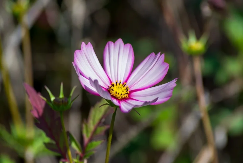 Bright purple cosmos flower blooming in spring garden