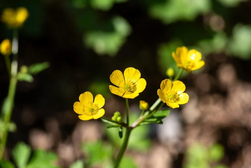 Buttercup Flower Beautiful Yellow Flowers