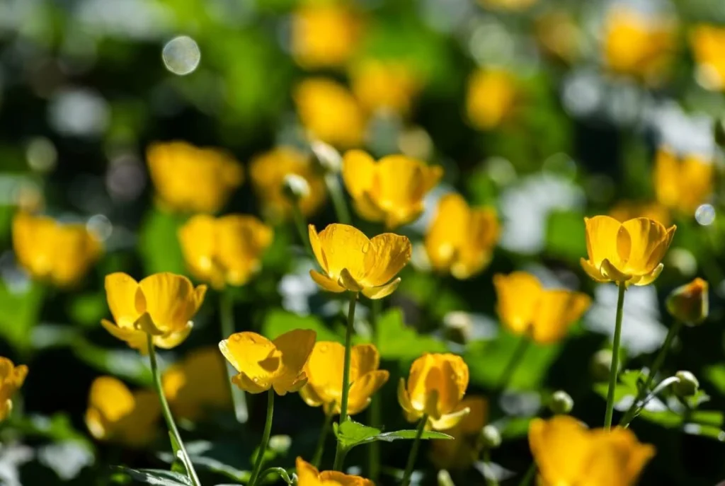 Buttercup Flower Beauty of Garden