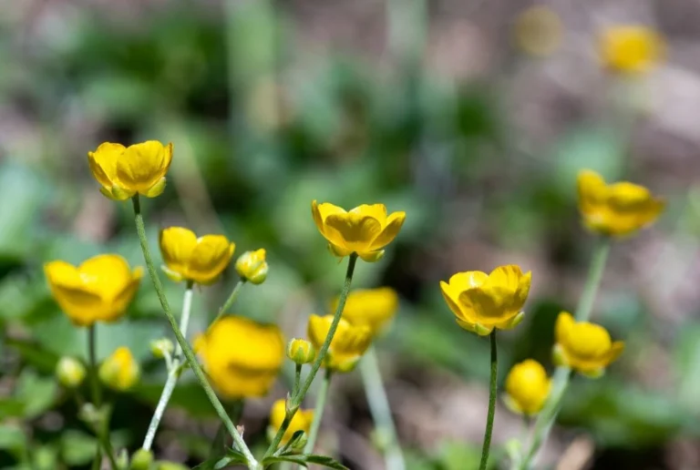 Buttercup Flowers