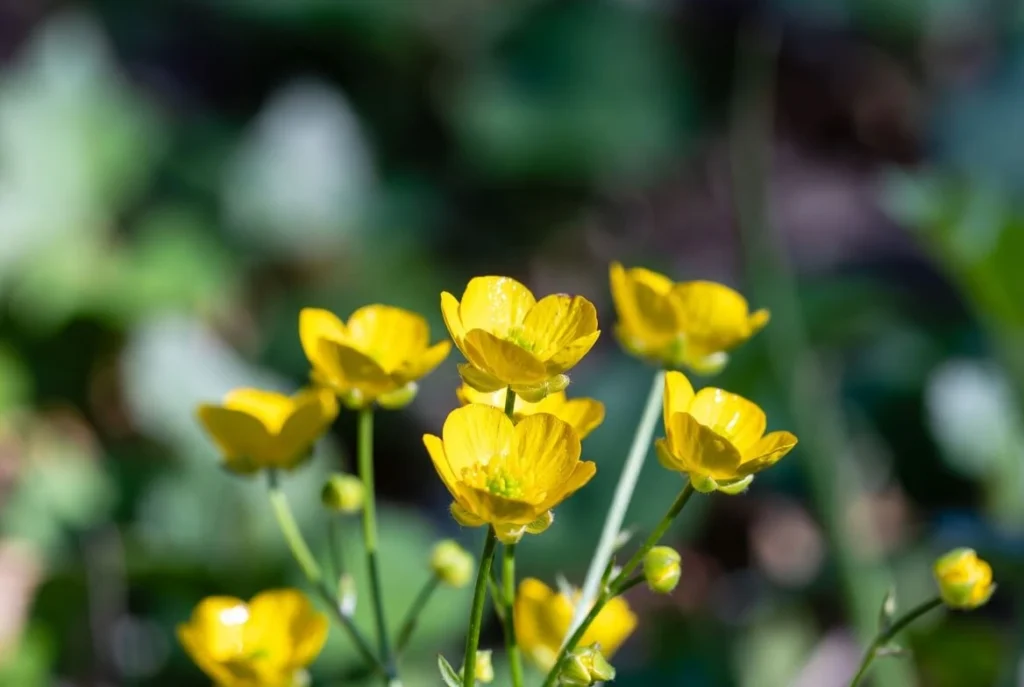 Buttercup Flowers Beauty of Garden