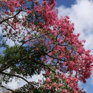 Centennial Spirit Crape Myrtle