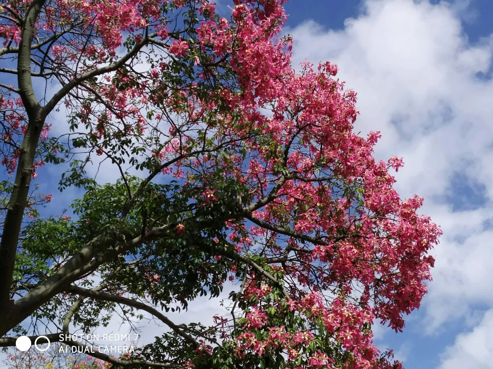 Centennial Spirit Crape Myrtle