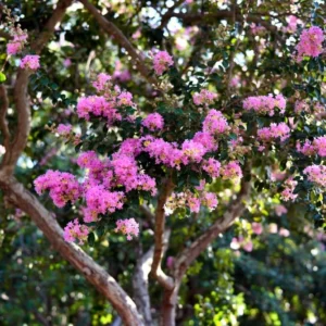 Choctaw Crape Myrtle