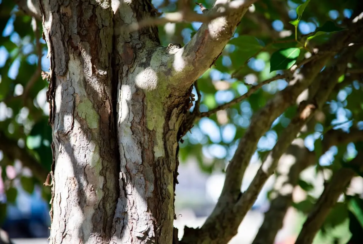 Crepe Myrtle Bark