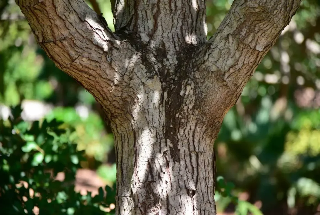 Crepe Myrtle Bark Care