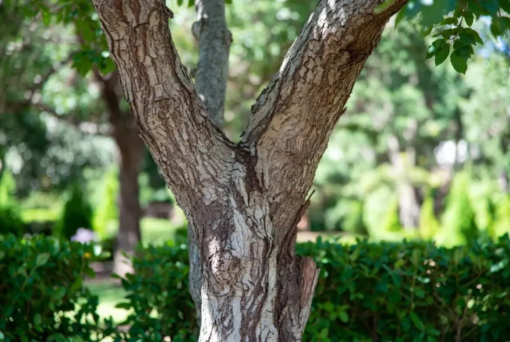 Crepe Myrtle Bark Problem