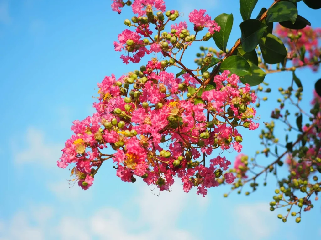 Crepe Myrtle India Works in American Landscapes