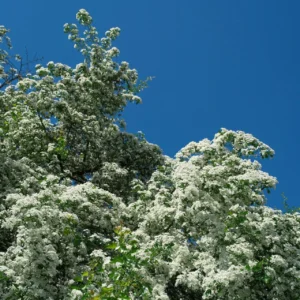 Crepe Myrtle Natchez