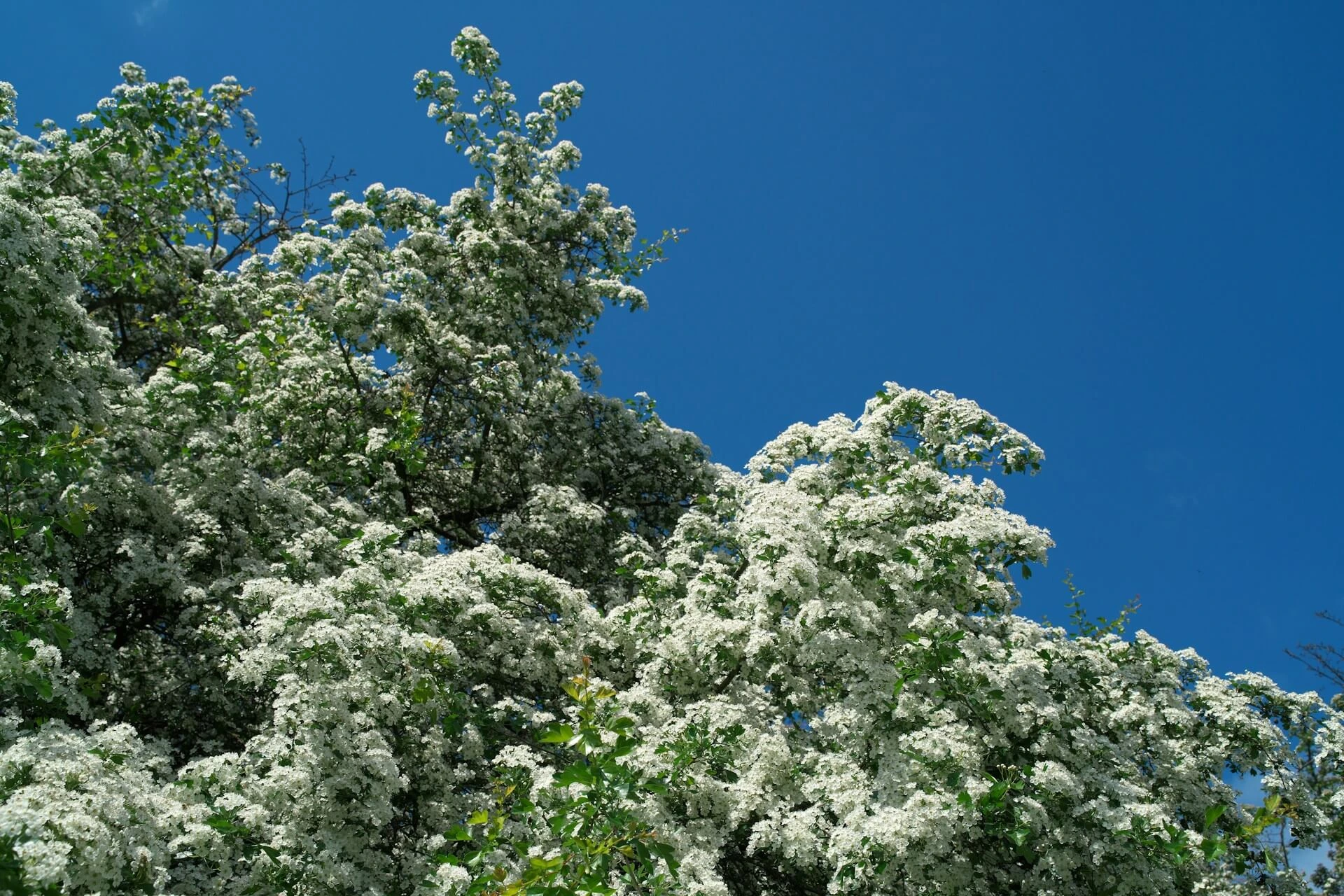 Crepe Myrtle Natchez