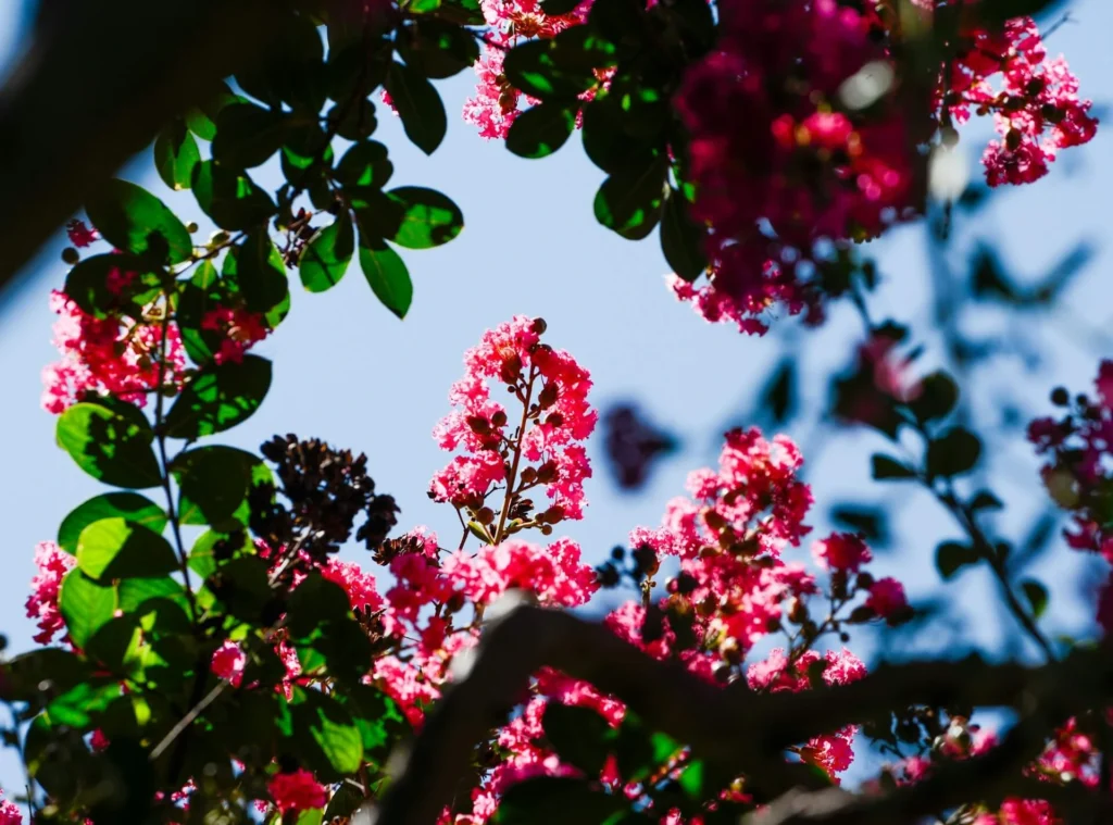 Crepe Myrtle Zone