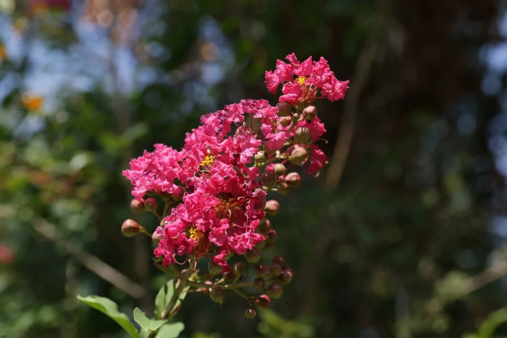 Crepe Myrtle or Crape Myrtle
