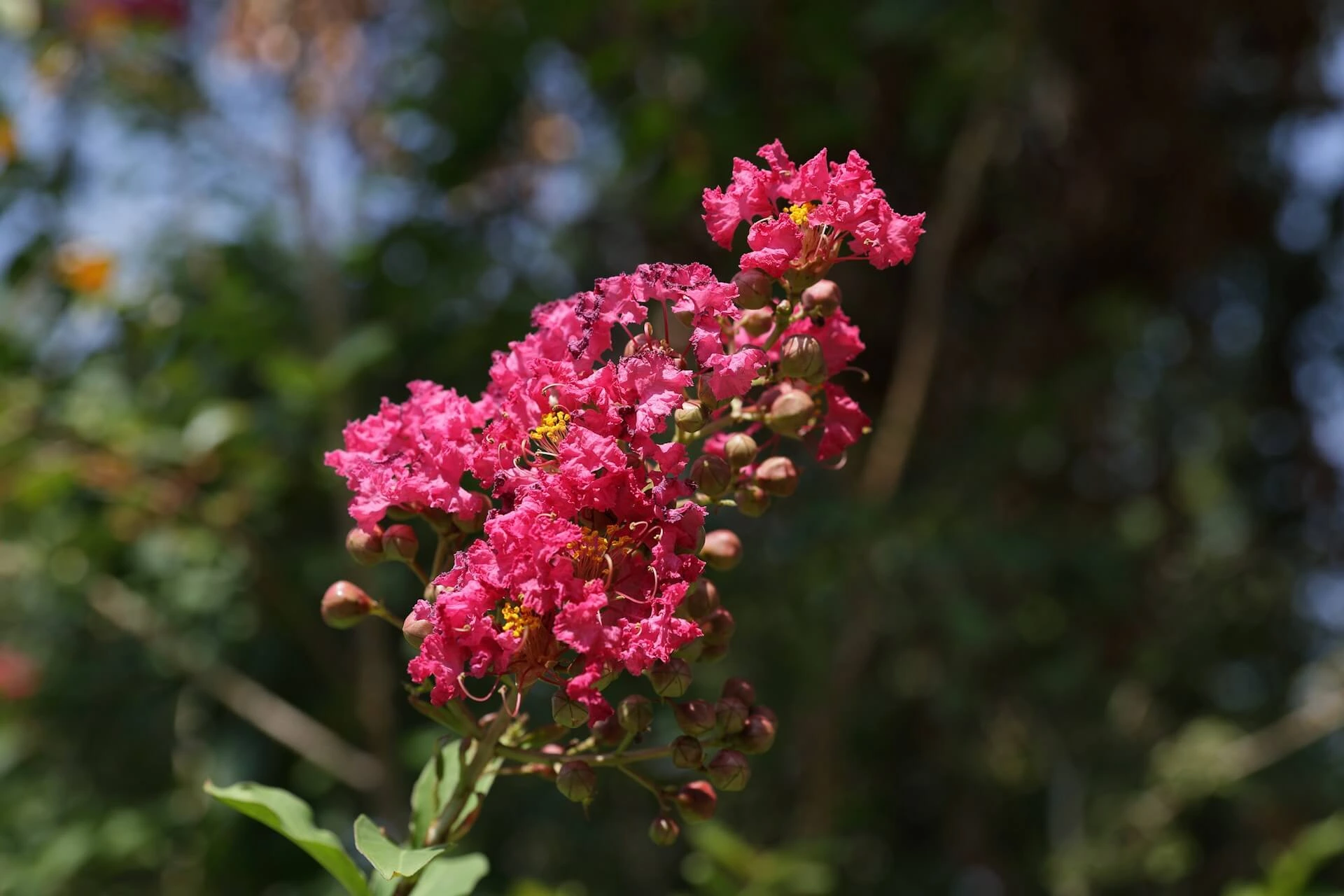 Crepe Myrtle or Crape Myrtle