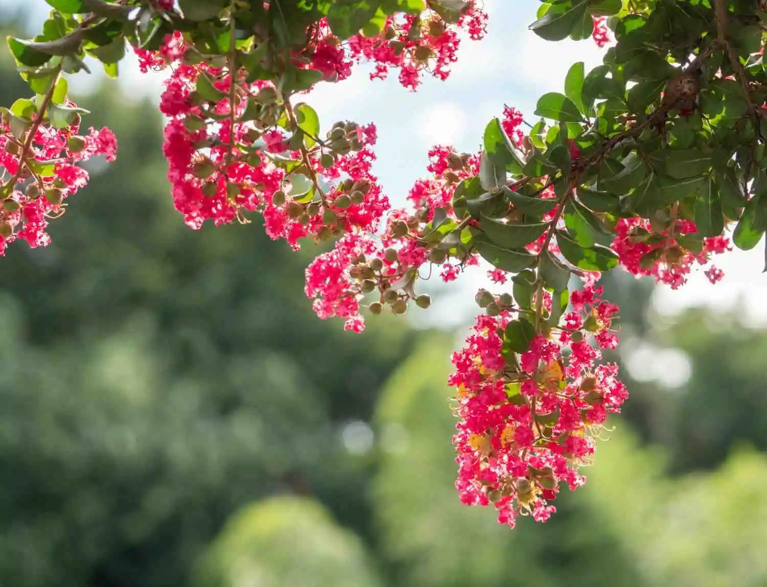 Crepe Myrtle Care