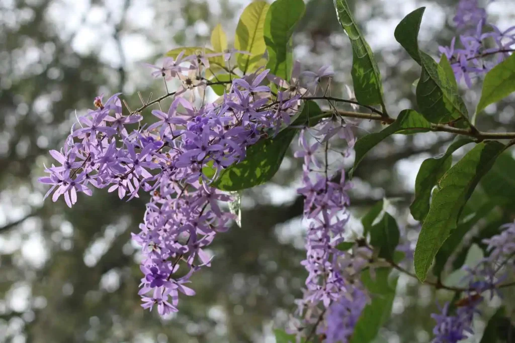 Crepe Myrtle Pruning