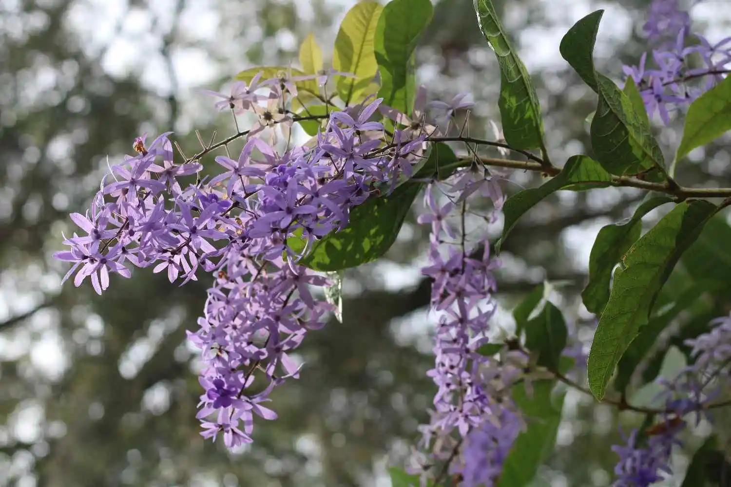 Crepe Myrtle Pruning