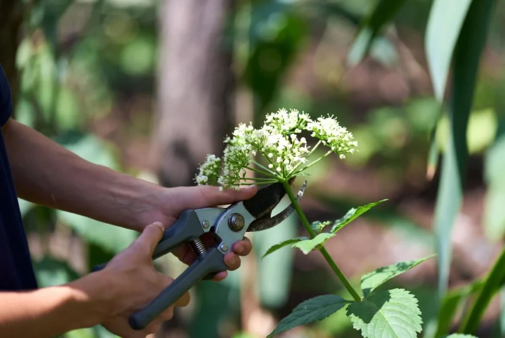 Cut Flowers in Garden