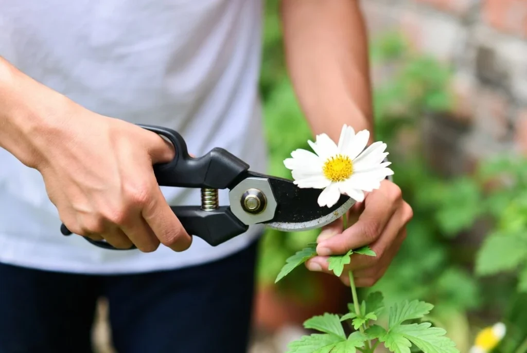 Cut Your Flowers in Garden