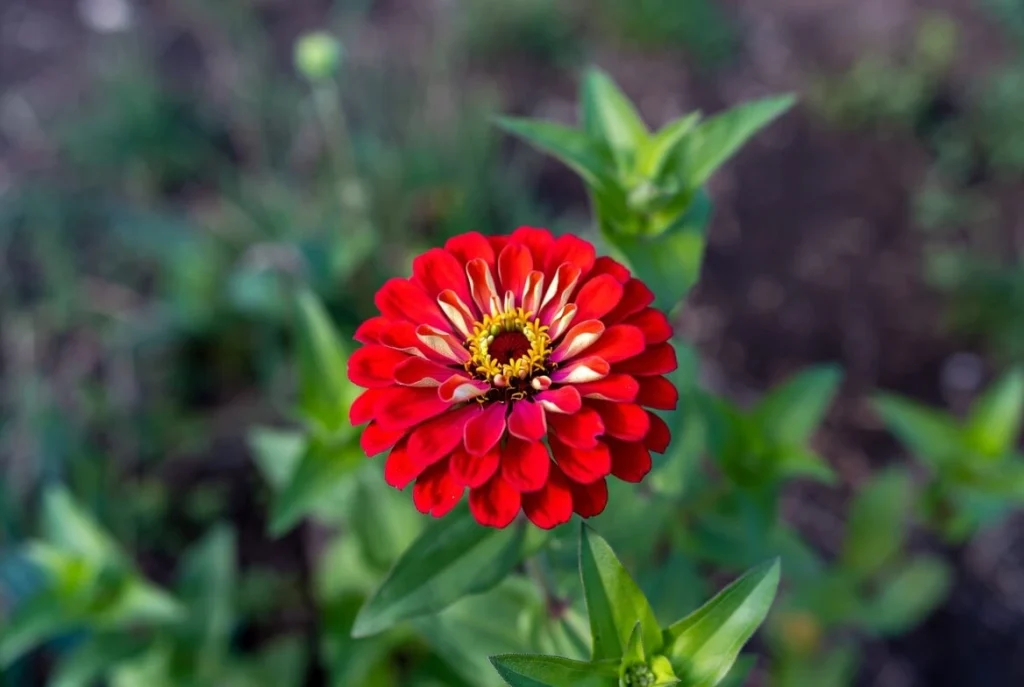 Every Garden Need Zinnia Flower