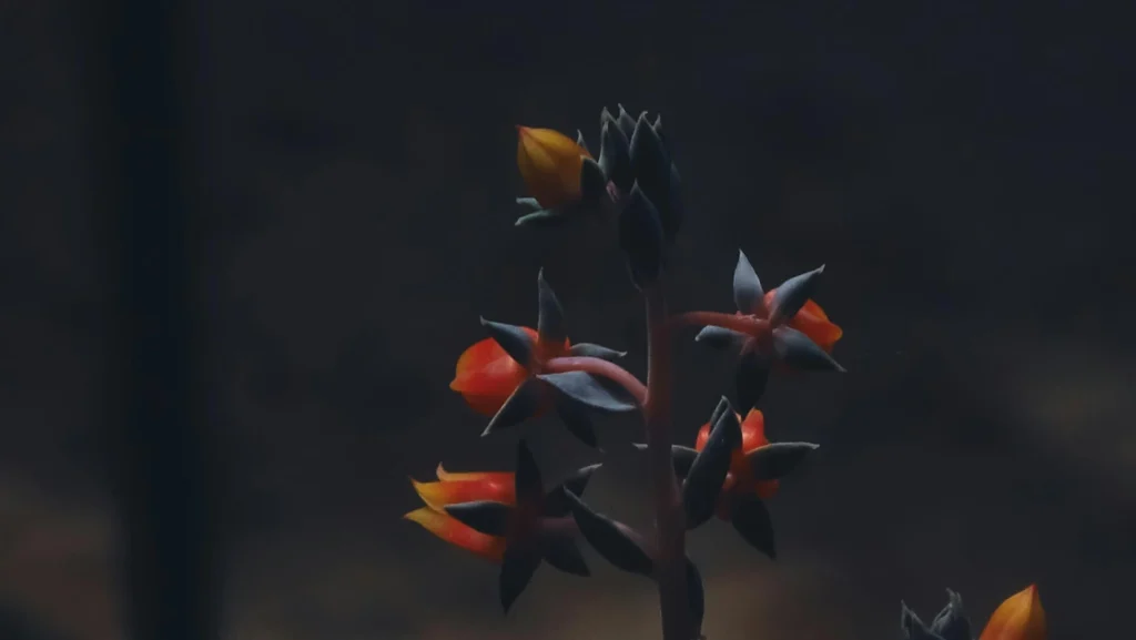 Goldfish Plant