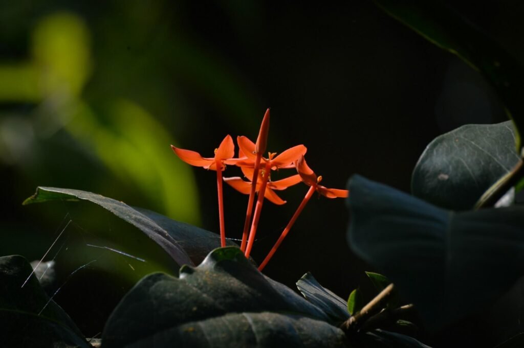 Goldfish Plant Propagation