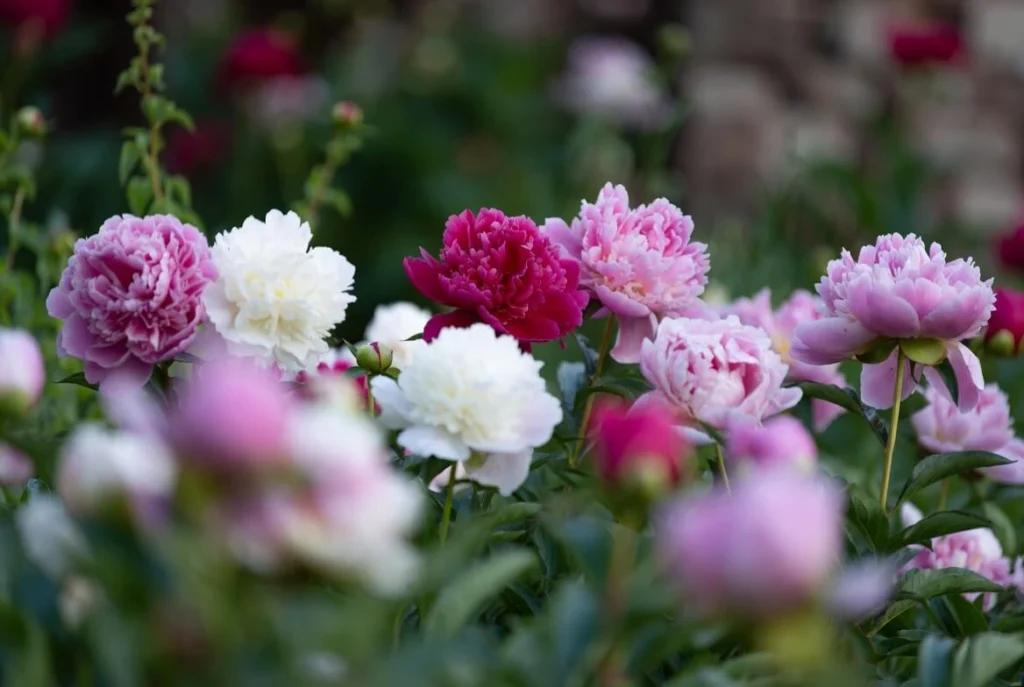 Herbaceous Peonies