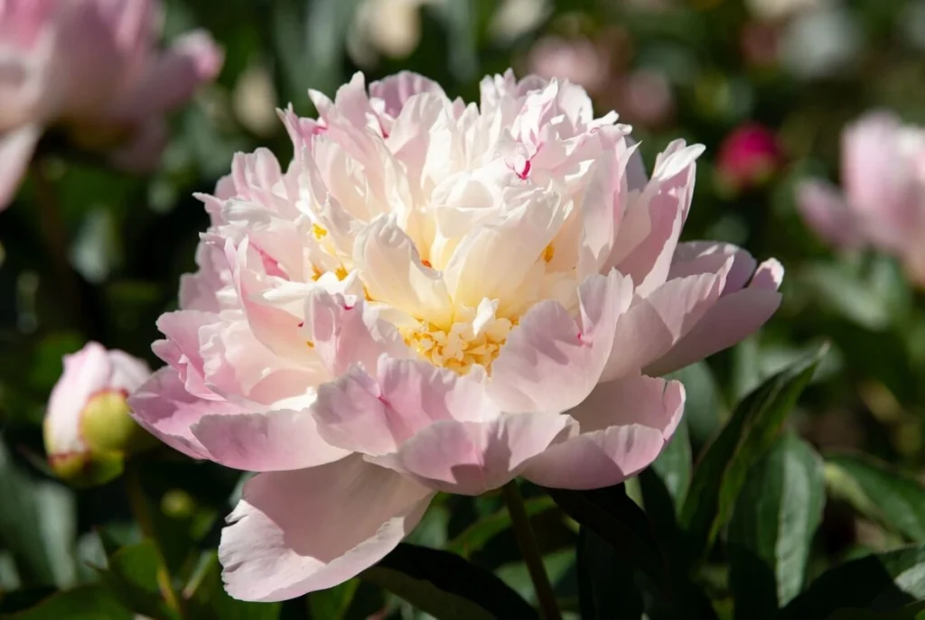 Itoh Peonies (Intersectional Hybrids)