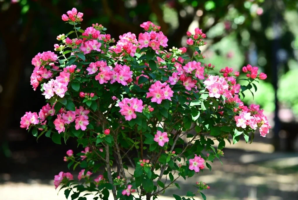 Lagerstroemia Floribunda
