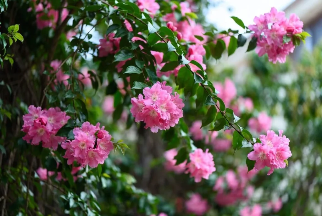 Lagerstroemia Floribunda Plant