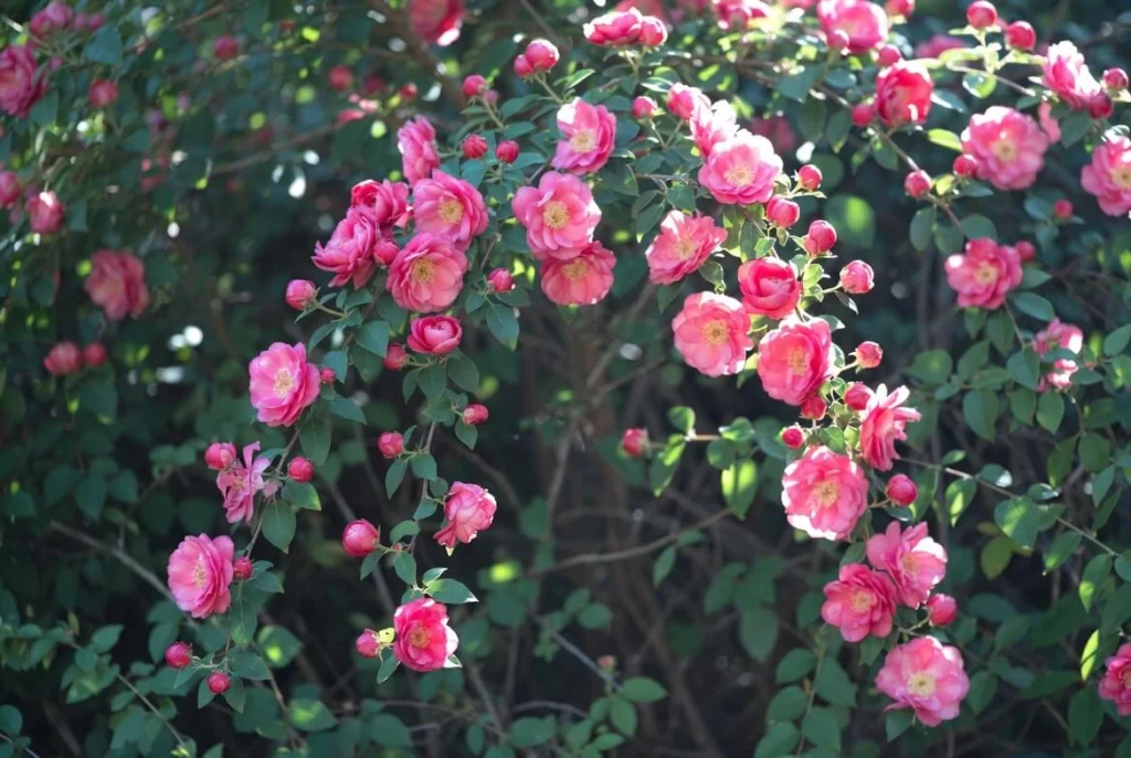 Lagerstroemia Floribunda Plant Care