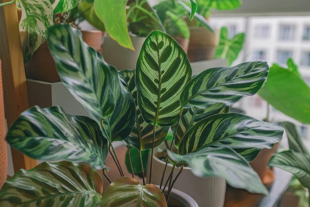 Lemon Lime Prayer Plant