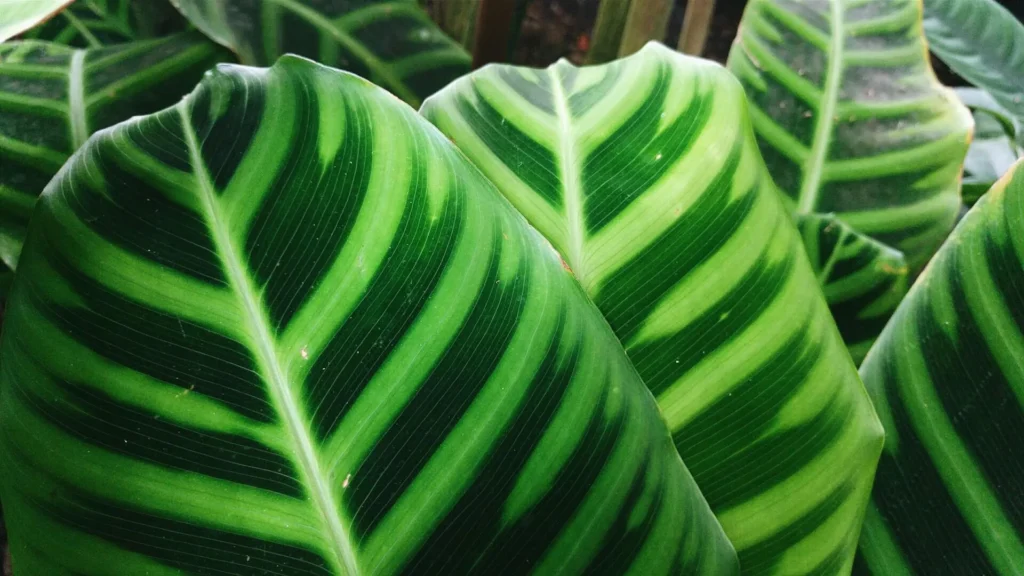Lemon Lime Prayer Plants