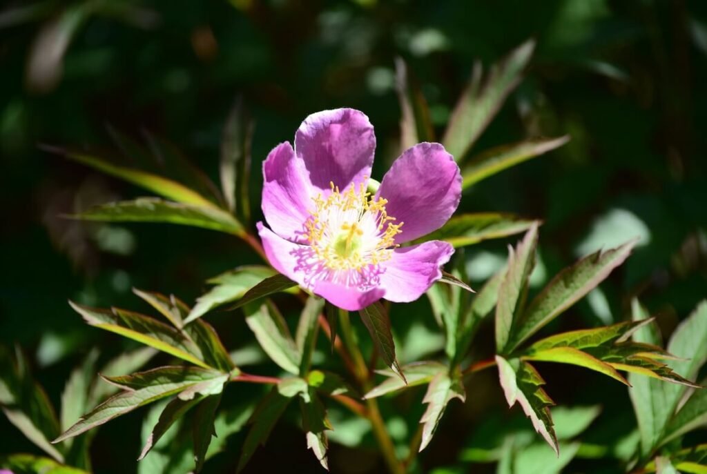 Paeonia anomala (Wild peony)