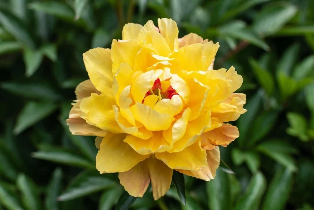 Paeonia mlokosewitschii (Molly the Witch)