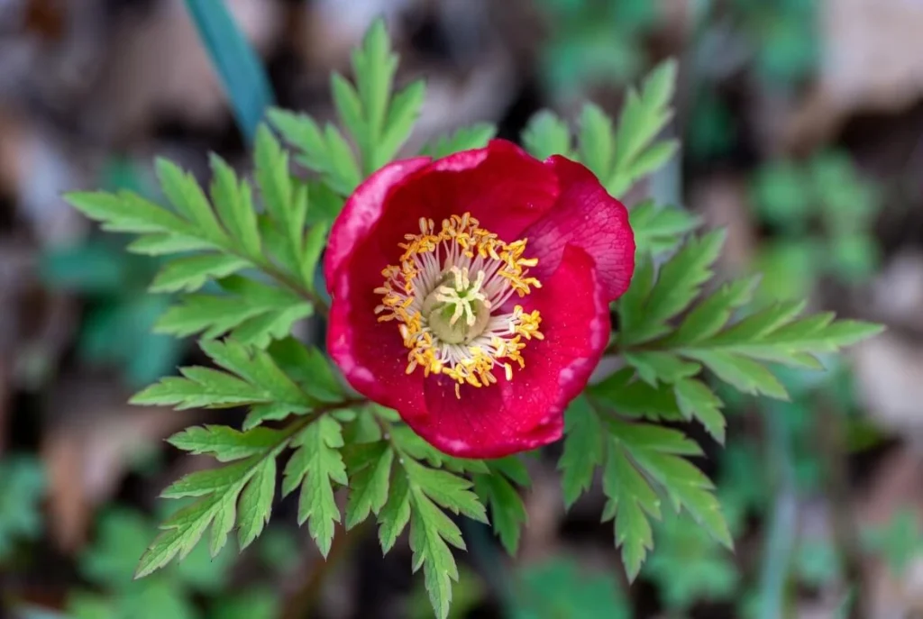 Paeonia tenuifolia (Fern-leaf peony)