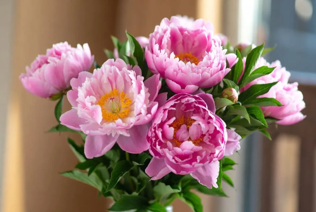 Peonies