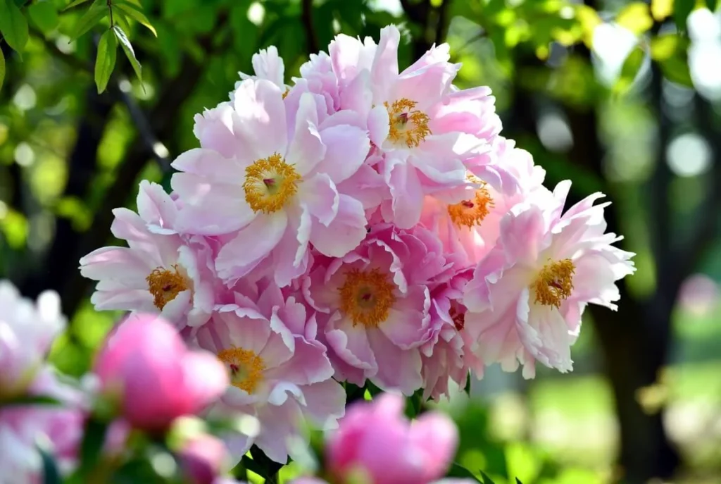 Peonies Beauty of Garden