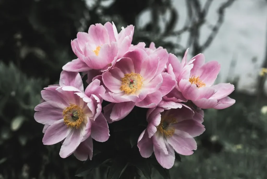 Peony the Pink Beauty