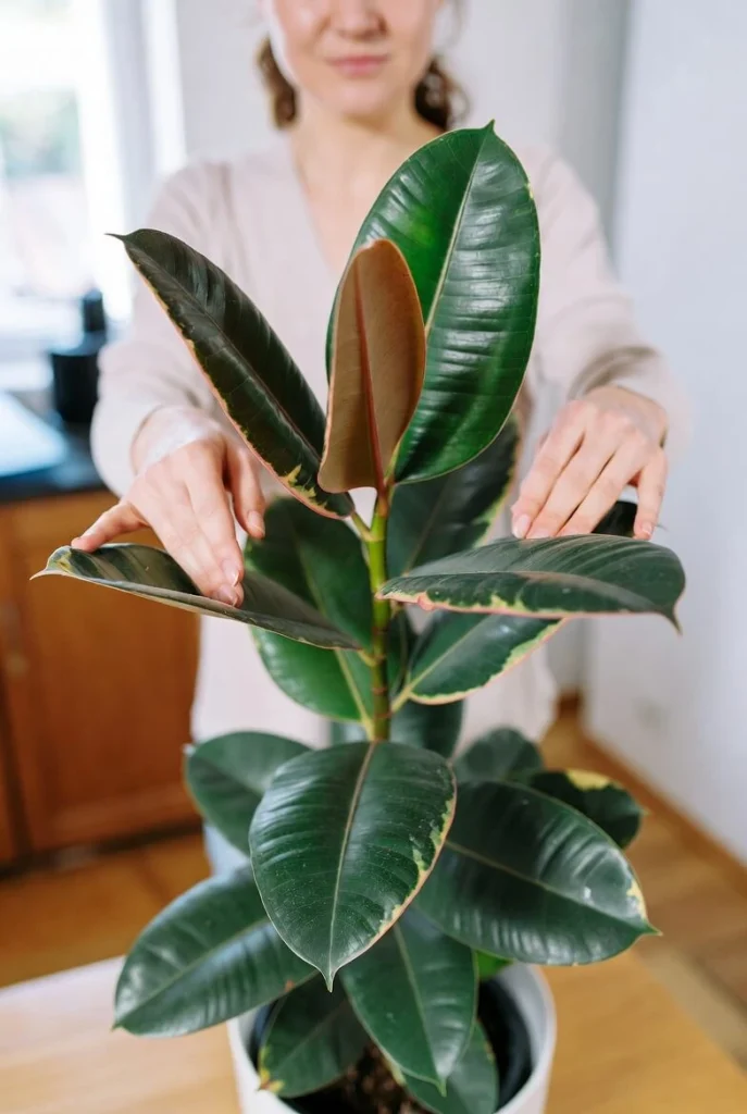 Pink Rubber Plant Caring